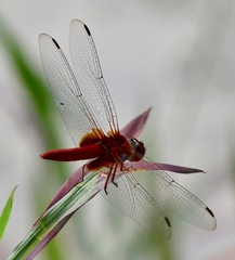 Urothemis signata insignata