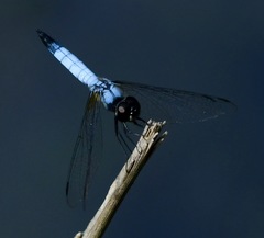 Aethriamanta gracilis