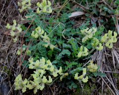 Astragalus villosus