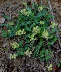 Astragalus villosus