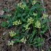 Bearded Milkvetch - Photo (c) Alvin Diamond, some rights reserved (CC BY-NC), uploaded by Alvin Diamond