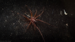 Leichhardteus albofasciatus