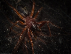 Leichhardteus albofasciatus