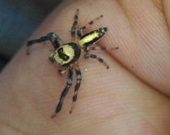 Thyene coccineovittata