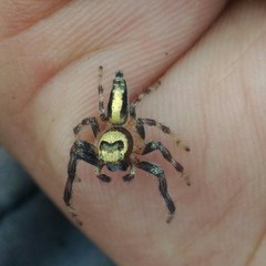 Thyene coccineovittata