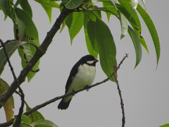 Sporophila lineola
