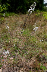 Baptisia albescens