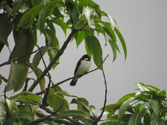 Sporophila lineola