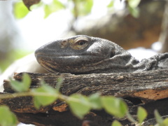 Varanus albigularis