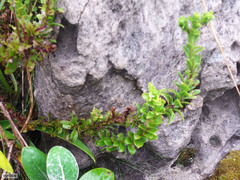 Osmitopsis dentata