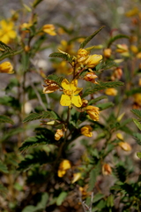 Chamaecrista deeringiana