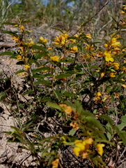 Chamaecrista deeringiana