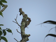 Dryobates spilogaster