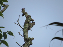 Dryobates spilogaster