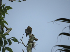 Dryobates spilogaster