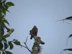 Dryobates spilogaster