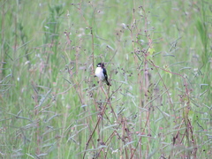 Sporophila lineola