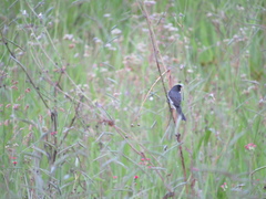 Sporophila lineola