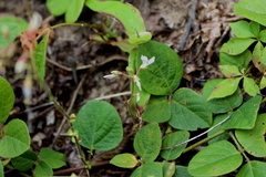 Desmodium ochroleucum