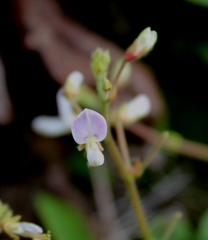Desmodium ochroleucum