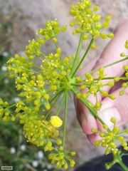 Glia prolifera