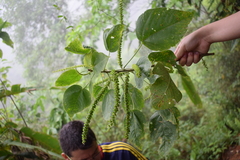 Acalypha macrostachya