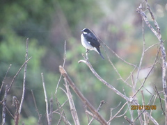 Sporophila lineola