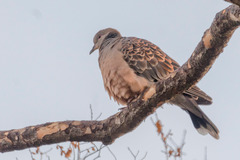 Streptopelia orientalis