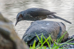 Hypsipetes amaurotis