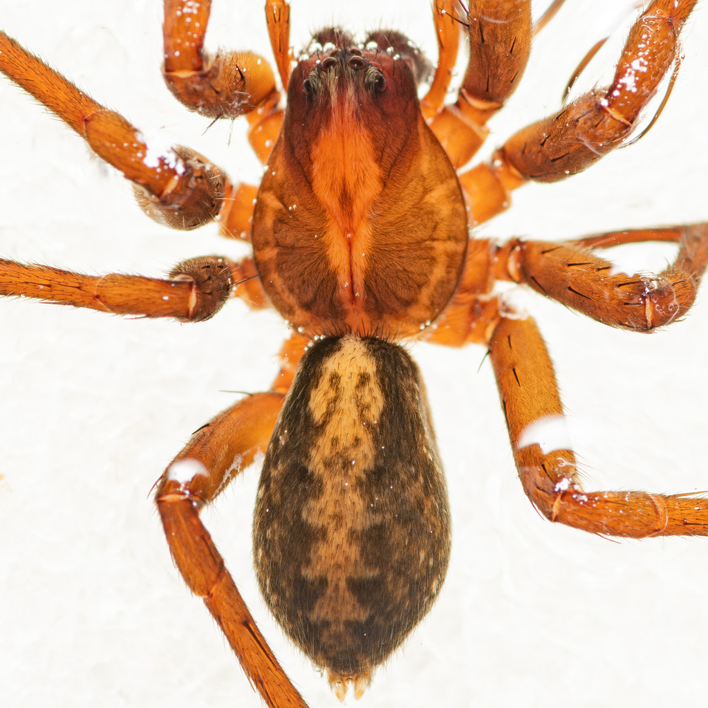 Florida false wolf spider