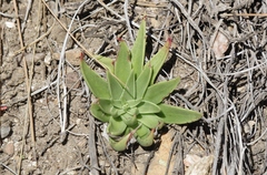 Dudleya saxosa