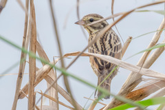 Emberiza