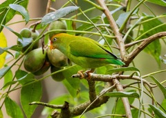 Loriculus beryllinus