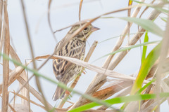 Emberiza
