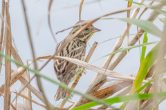 Emberiza