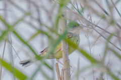 Emberiza