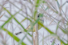 Emberiza