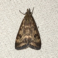 Pyrausta subsequalis