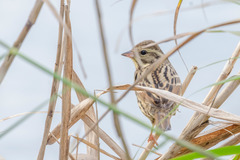 Emberiza
