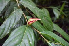 Achariaceae