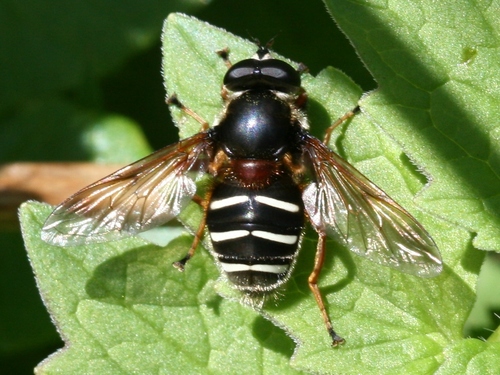 white-barred peat hoverfly