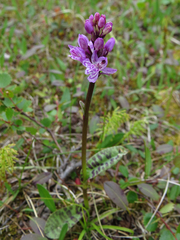 Dactylorhiza lapponica