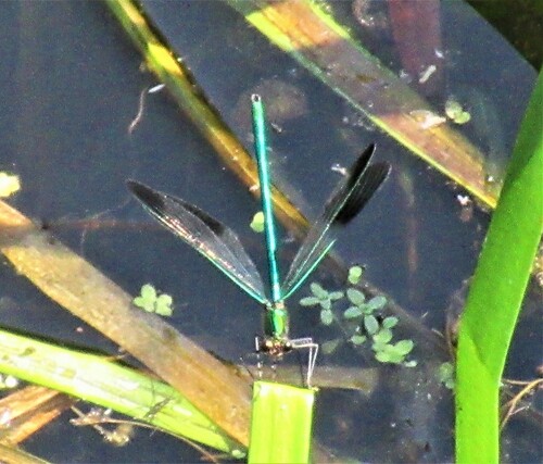 River Jewelwing photo 3
