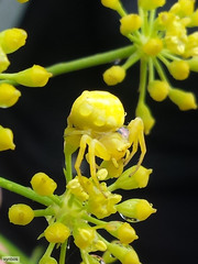 Glia prolifera