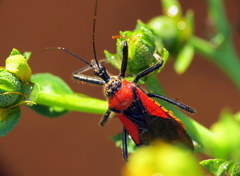 Rhynocoris segmentarius