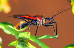 Rhynocoris segmentarius