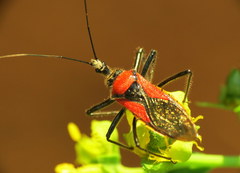 Rhynocoris segmentarius