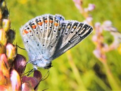 Polyommatus thersites