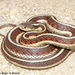 Red-sided Garter Snake - Photo (c) Beren Erkan (herper/photographer), some rights reserved (CC BY-NC), uploaded by Beren Erkan (herper/photographer)