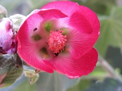 Phymosia rosea
